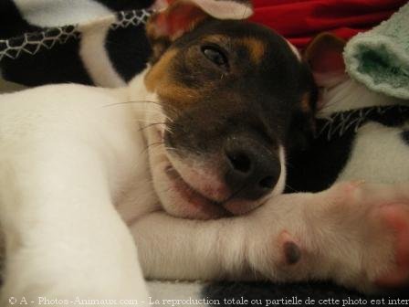 Photo de Jack russell terrier