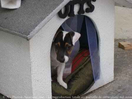 Photo de Jack russell terrier