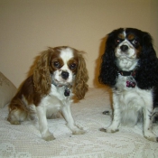 Photo de Cavalier king charles spaniel