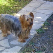 Photo de Yorkshire terrier