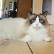 Photo de Ragdoll