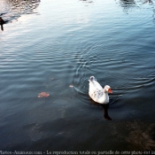 Photo d'Oie blanche