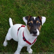 Photo de Jack russell terrier