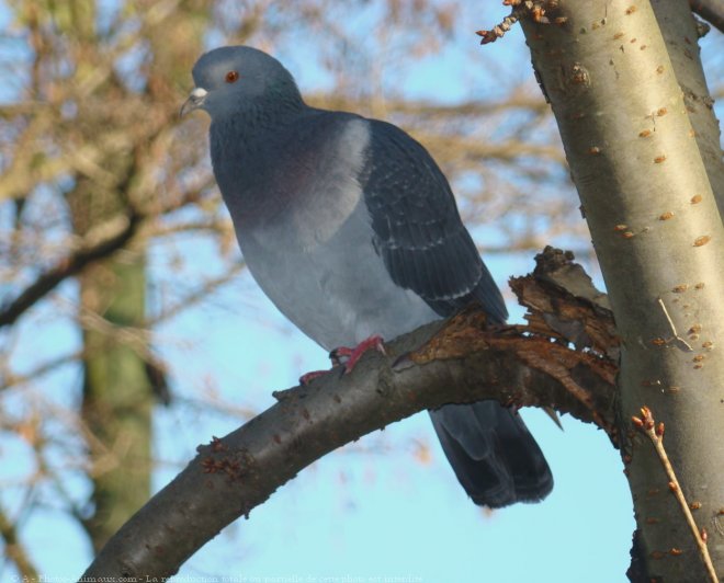 Photo de Pigeon