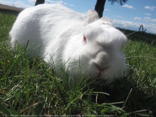 Photo de Lapin