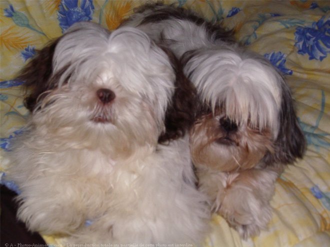 Photo de Shih tzu