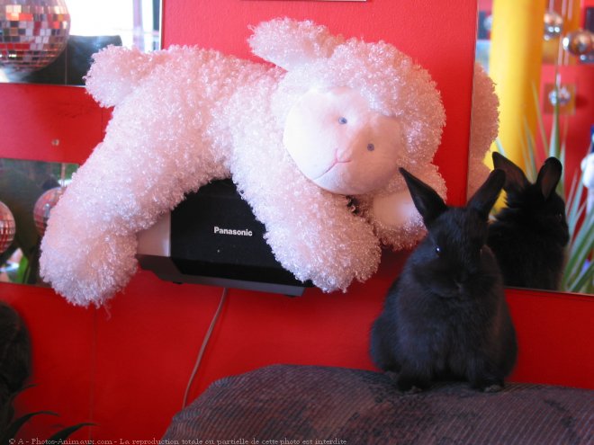 Photo de Lapin