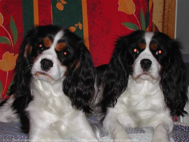 Photo de Cavalier king charles spaniel