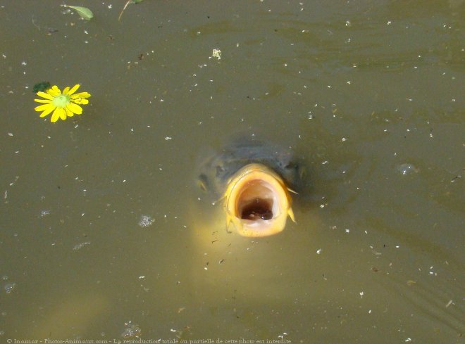 Photo de Poissons exotiques