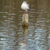 Photo de Mouette