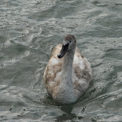 Photo de Cygne