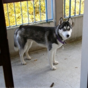 Photo de Husky siberien