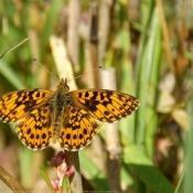 Photo de Papillon