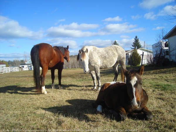 Photo de Races diffrentes