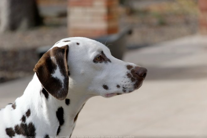 Photo de Dalmatien