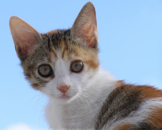 Photo de Chat domestique