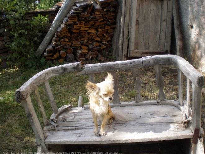 Photo de Chihuahua  poil long