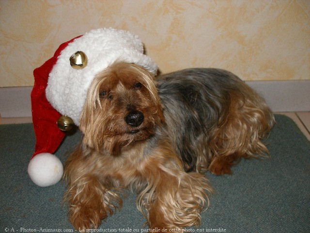 Photo de Yorkshire terrier