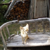 Photo de Chihuahua  poil long