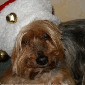 Photo de Yorkshire terrier