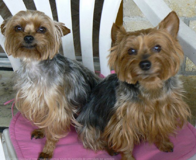 Photo de Yorkshire terrier