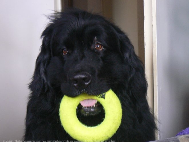 Photo de Chien de terre-neuve