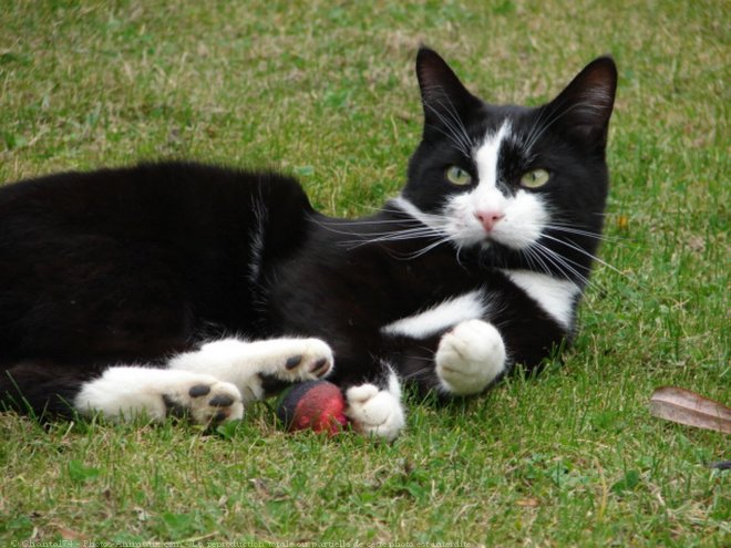 Photo de Chat domestique