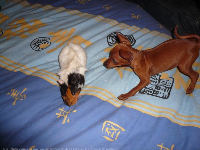 Photo de Pinscher nain