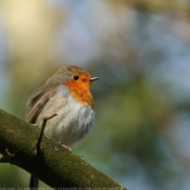 Photo de Rouge gorge