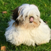 Photo de Shih tzu