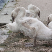 Photo de Cygne