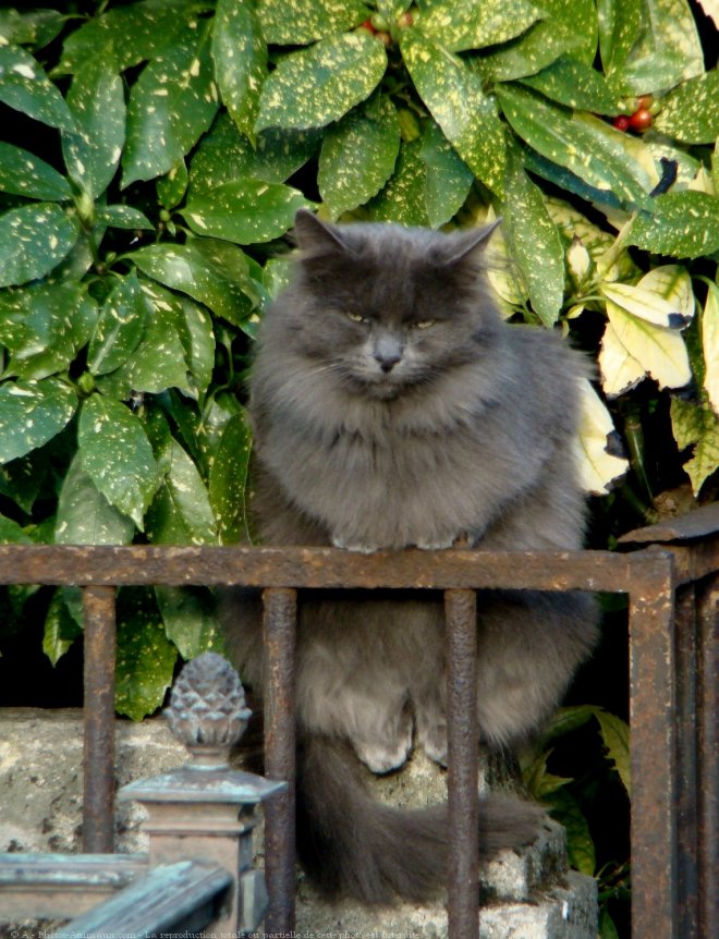 Photo de Chat domestique