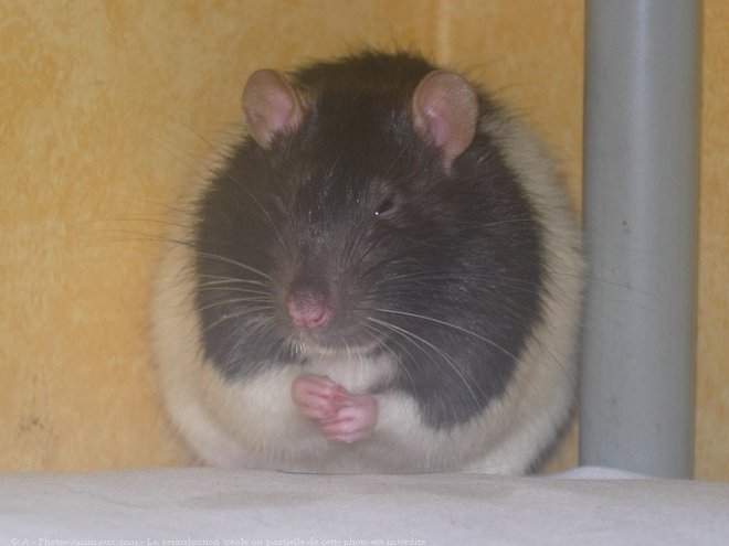 Photo de Rat