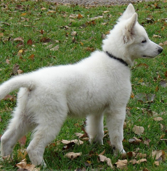 Photo de Berger blanc suisse