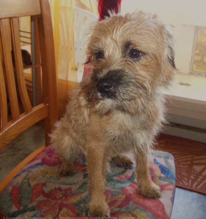 Photo de Border terrier