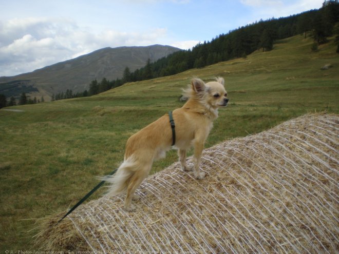 Photo de Chihuahua  poil long