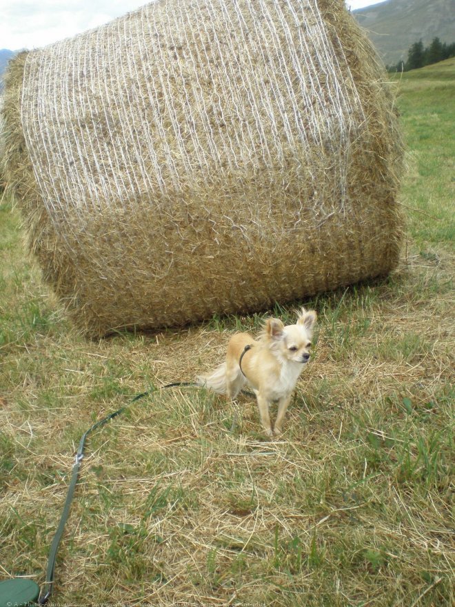 Photo de Chihuahua  poil long