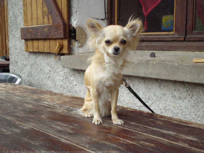 Photo de Chihuahua  poil long