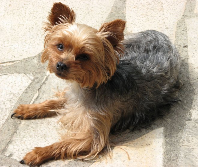 Photo de Yorkshire terrier