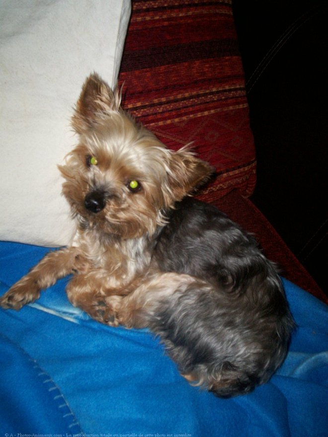 Photo de Yorkshire terrier