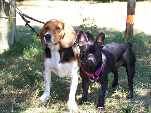 Photo de Bouledogue franais