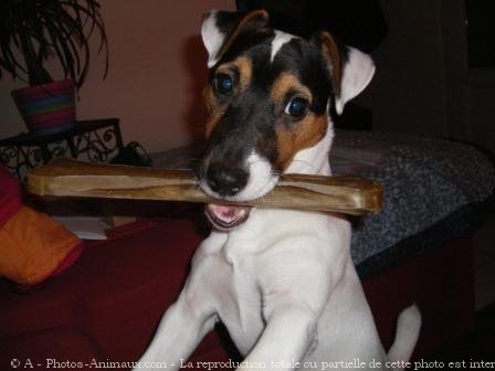 Photo de Jack russell terrier