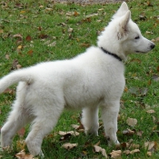 Photo de Berger blanc suisse