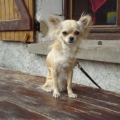 Photo de Chihuahua  poil long