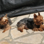 Photo de Yorkshire terrier