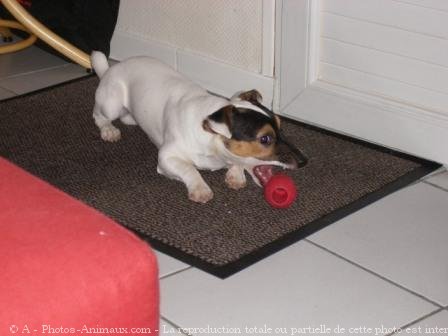 Photo de Jack russell terrier