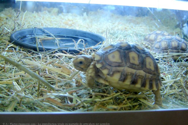 Photo de Tortue