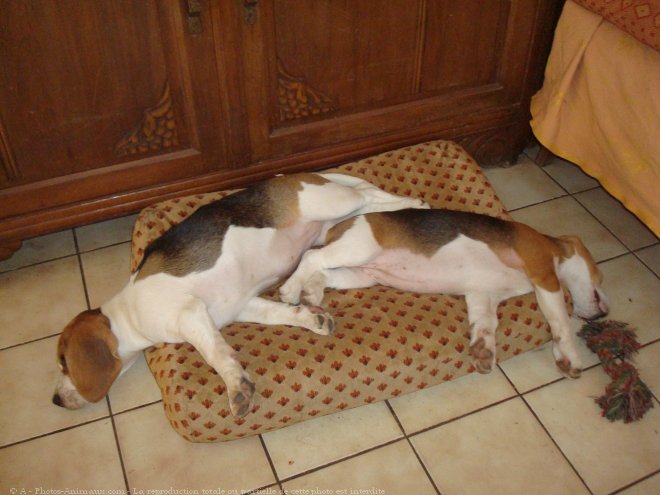 Photo de Beagle