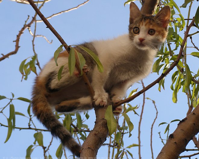 Photo de Chat domestique