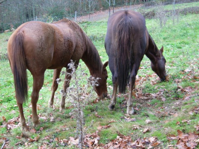 Photo de Quarter horse